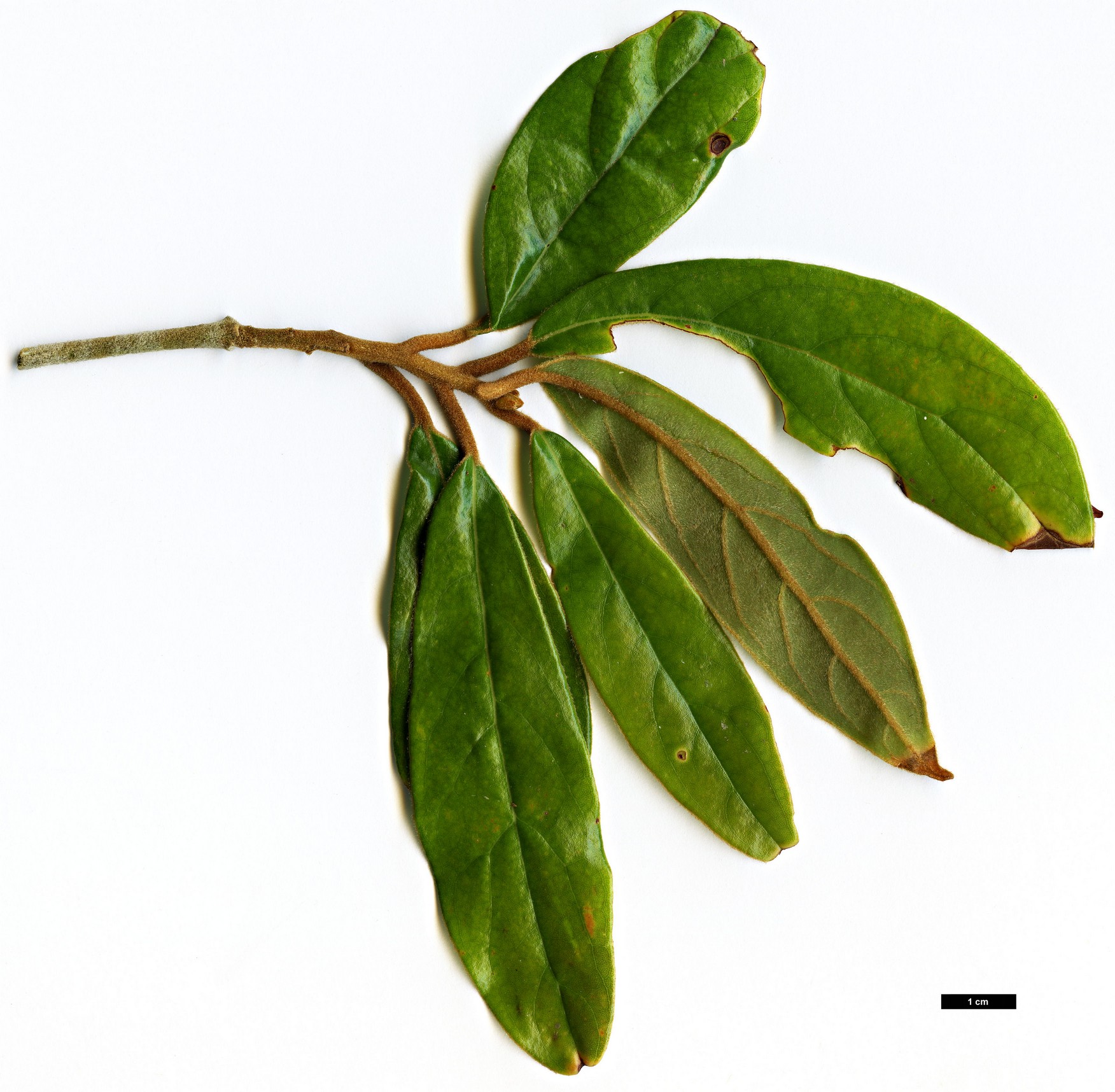 High resolution image: Family: Lauraceae - Genus: Machilus - Taxon: grijsii